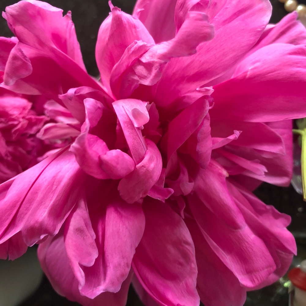 Meet your Posher, Shannon